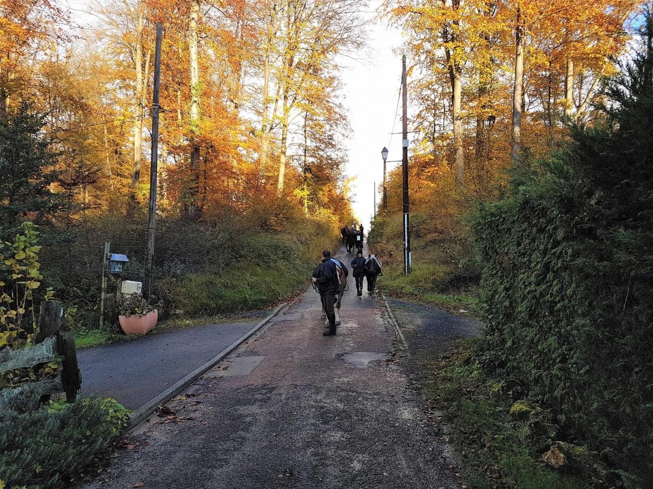 Ballade en forêt de Compiègne