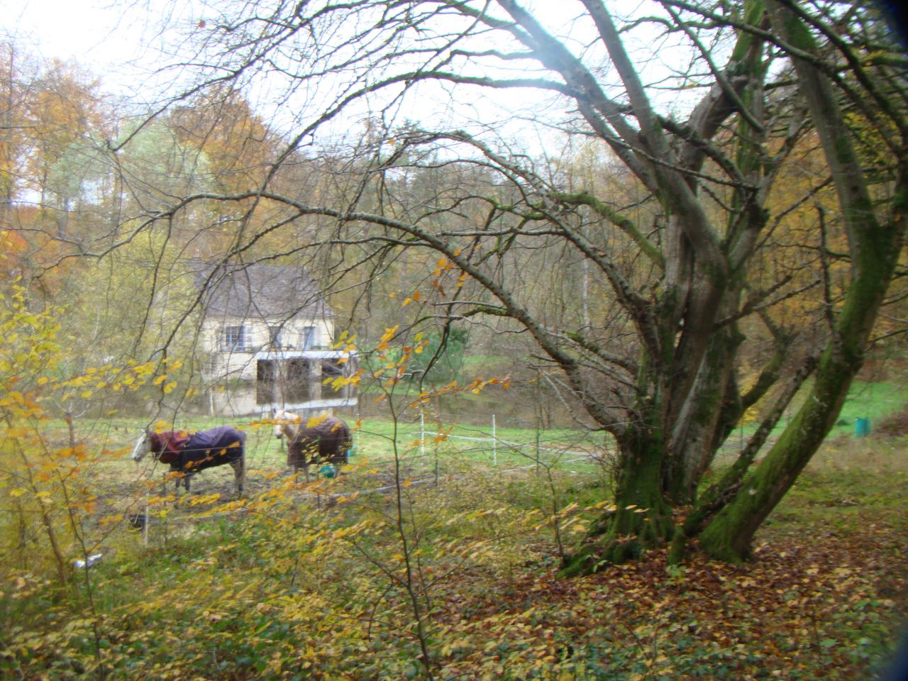 paddock du gite vu de la foret