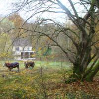 paddock du gite vu de la foret